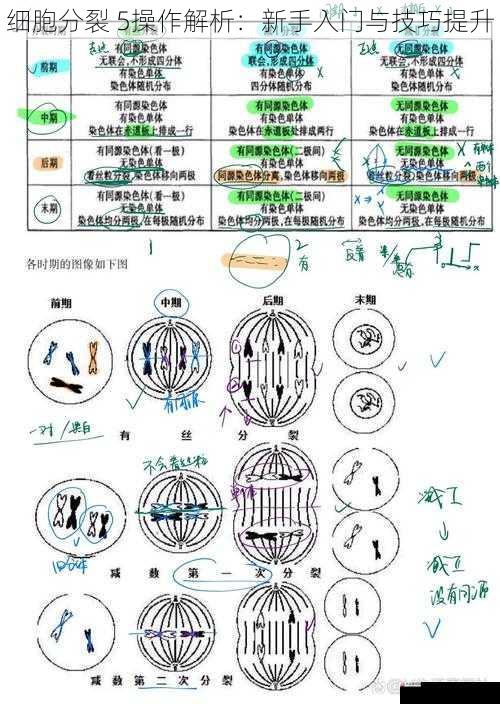 细胞分裂 5操作解析：新手入门与技巧提升