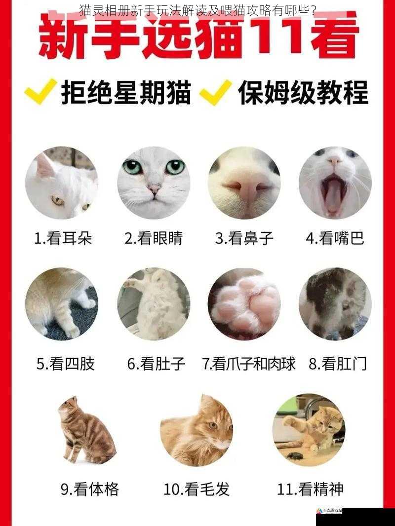 猫灵相册新手玩法解读及喂猫攻略有哪些？