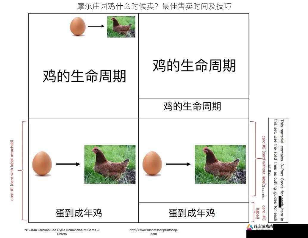 鸡的生长周期与售卖时机