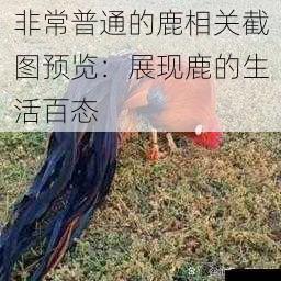 非常普通的鹿相关截图预览：展现鹿的生活百态