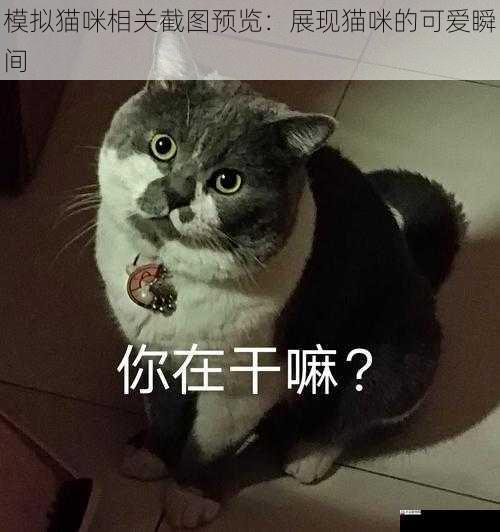 猫咪的表情