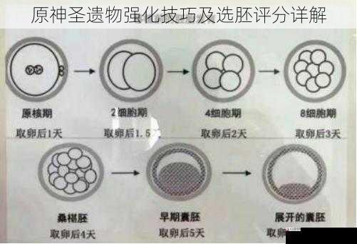 选胚评分篇