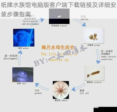 纸牌水族馆电脑版客户端下载链接及详细安装步骤指南