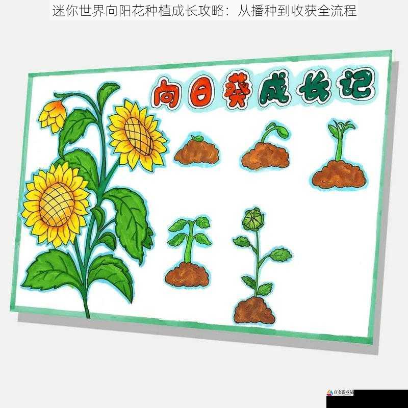 迷你世界向阳花种植成长攻略：从播种到收获全流程